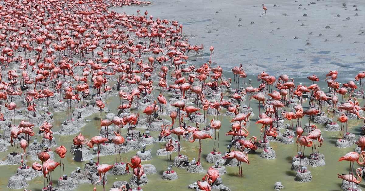 Reportan 80% de eclosión en nidos de flamenco rosado. (Foto de la Comisión Nacional de Áreas Naturales Protegidas)