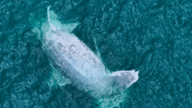 Hallan ballena muerta cerca del muelle de Progreso