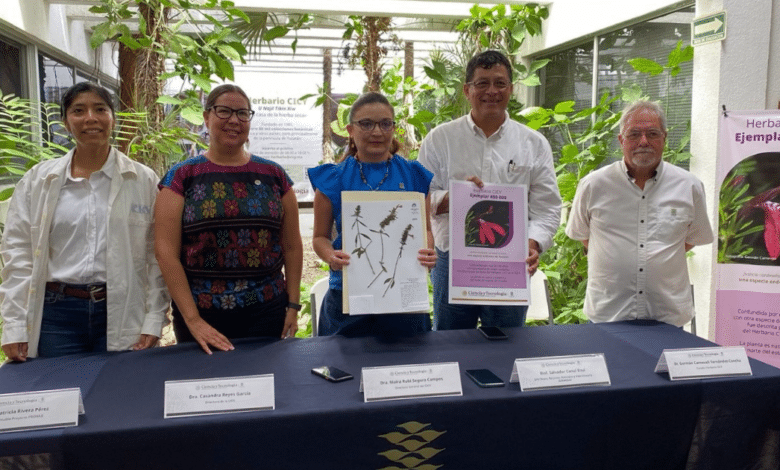 Herbario del CICY se renueva con más espacio, digitalización y compromiso con la biodiversidad
