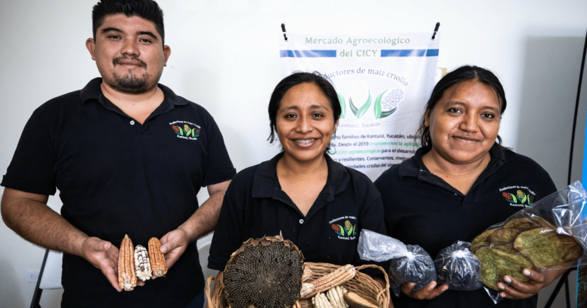 Kantunil impulsa la milpa maya como legado vivo y motor comunitario