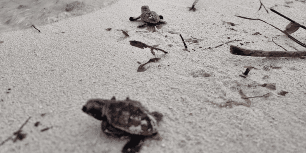 Liberan 200 crías de tortuga carey en el malecón internacional de Progreso, Yucatán