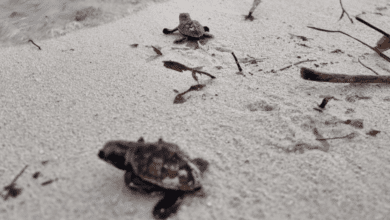 Liberan 200 crías de tortuga carey en el malecón internacional de Progreso, Yucatán
