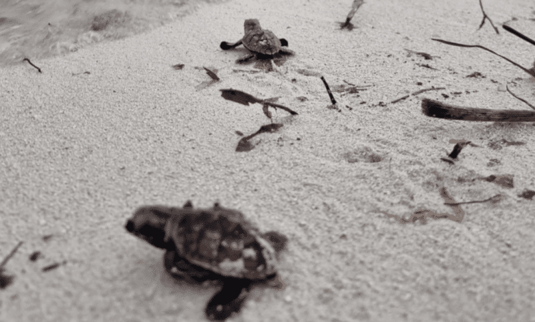 Liberan 200 crías de tortuga carey en el malecón internacional de Progreso, Yucatán