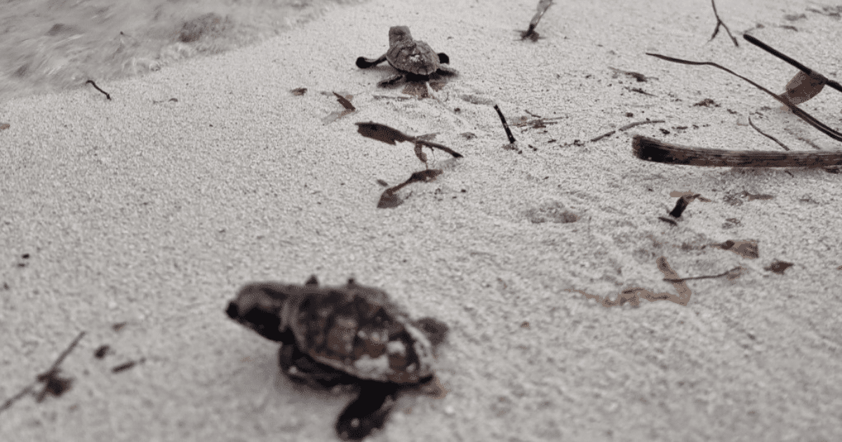 Liberan 200 crías de tortuga carey en el malecón internacional de Progreso, Yucatán