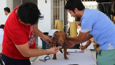Mérida intensifica vigilancia sanitaria contra el gusano barrenador en mascotas