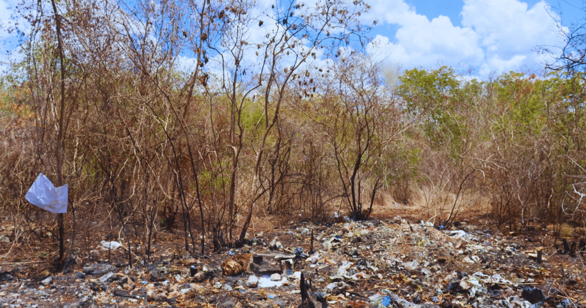 Presentan denuncia por desmonte y lotificación ilegal en la Reserva Ecológica Cuxtal