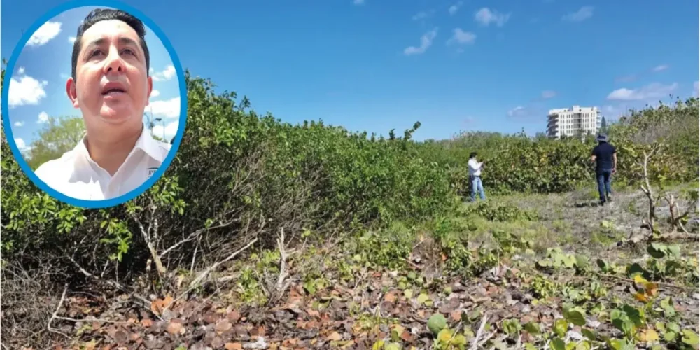 Profepa enfoca esfuerzos en recuperar manglares devastados en Sisal, Yucatán