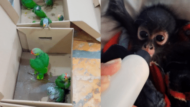 Profepa rescata 25 loros y un mono araña en Yucatán; detienen a dos personas