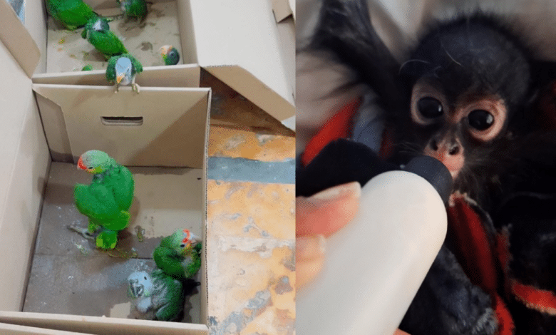 Profepa rescata 25 loros y un mono araña en Yucatán; detienen a dos personas