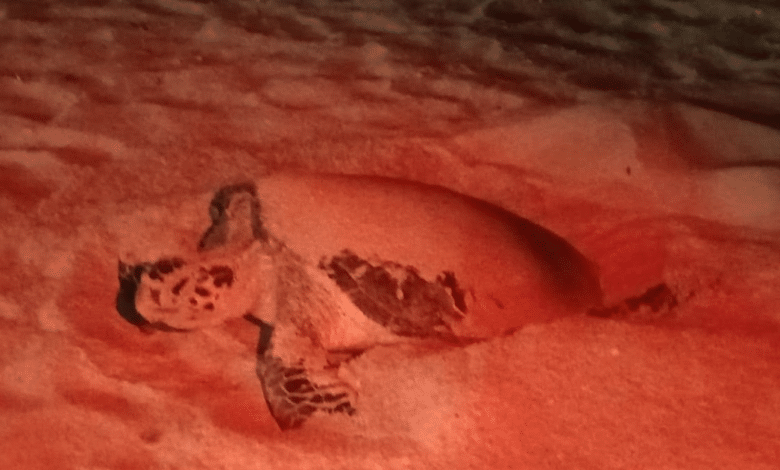 Tortuga marina desova en el Malecón de Progreso, en Yucatán