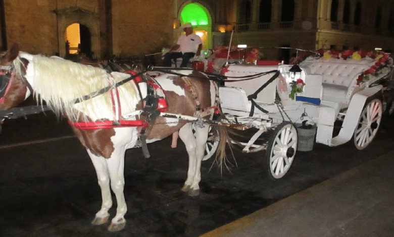 Tras desvanecimiento de caballo en el Centro de Mérida, reforzarán vigilancia sobre calesas