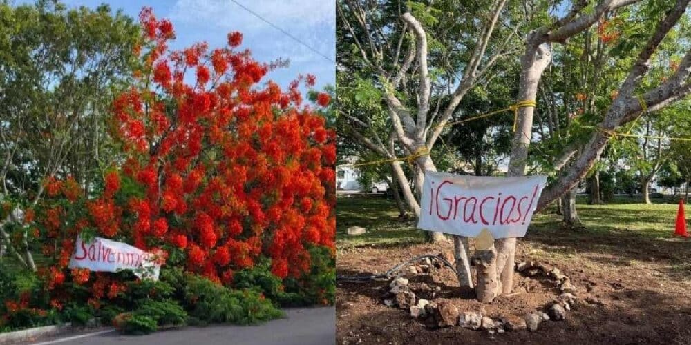 Vecinos de Pinos del Norte y el ayuntamiento de Mérida rescatan árbol de flamboyán