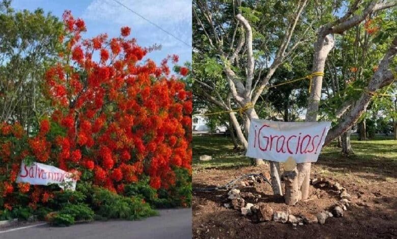 Vecinos de Pinos del Norte y el ayuntamiento de Mérida rescatan árbol de flamboyán