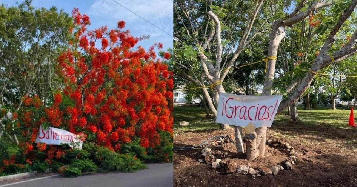 Vecinos de Pinos del Norte y el ayuntamiento de Mérida rescatan árbol de flamboyán
