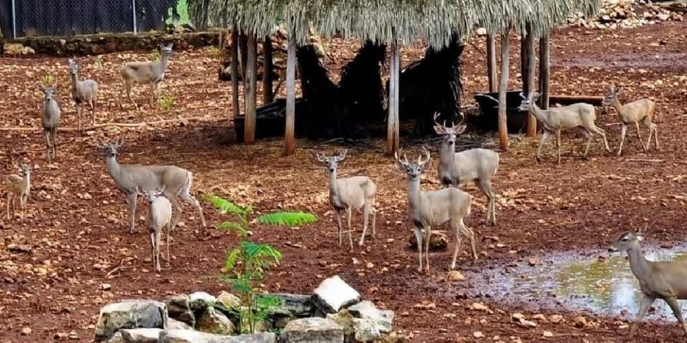 Prohíben en Yucatán la caza de venado cola blanca de julio a noviembre