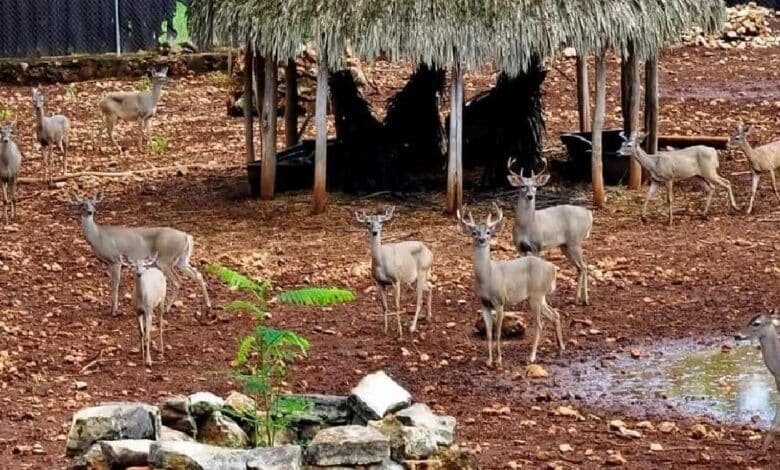 Prohíben en Yucatán la caza de venado cola blanca de julio a noviembre
