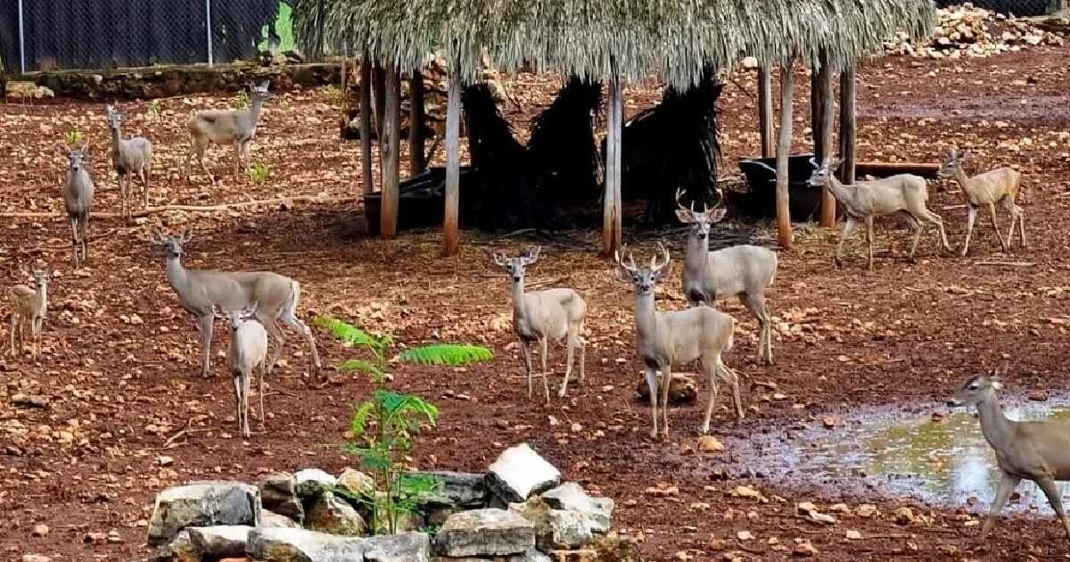 Prohíben en Yucatán la caza de venado cola blanca de julio a noviembre