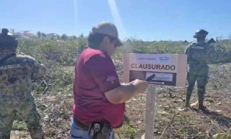 Vinculan a proceso a dos hombres por destrucción de manglares en Sisal, Yucatán.