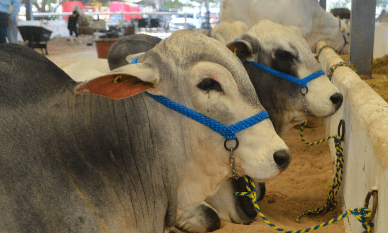 yucatán refuerza vigilancia contra el gusano barrenador con operativos sanitarios