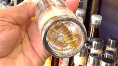 Mezcal con alacrán y sabores exóticos llegan a Kanasín