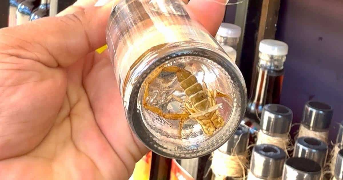 Mezcal con alacrán y sabores exóticos llegan a Kanasín