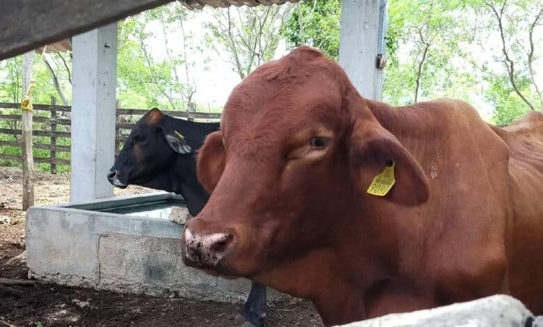 Atienden 20 nuevos casos de gusano barrenador en Yucatán