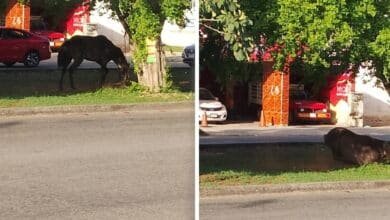 Vecinos de Caucel encuentran a caballo amarrado en un camellón