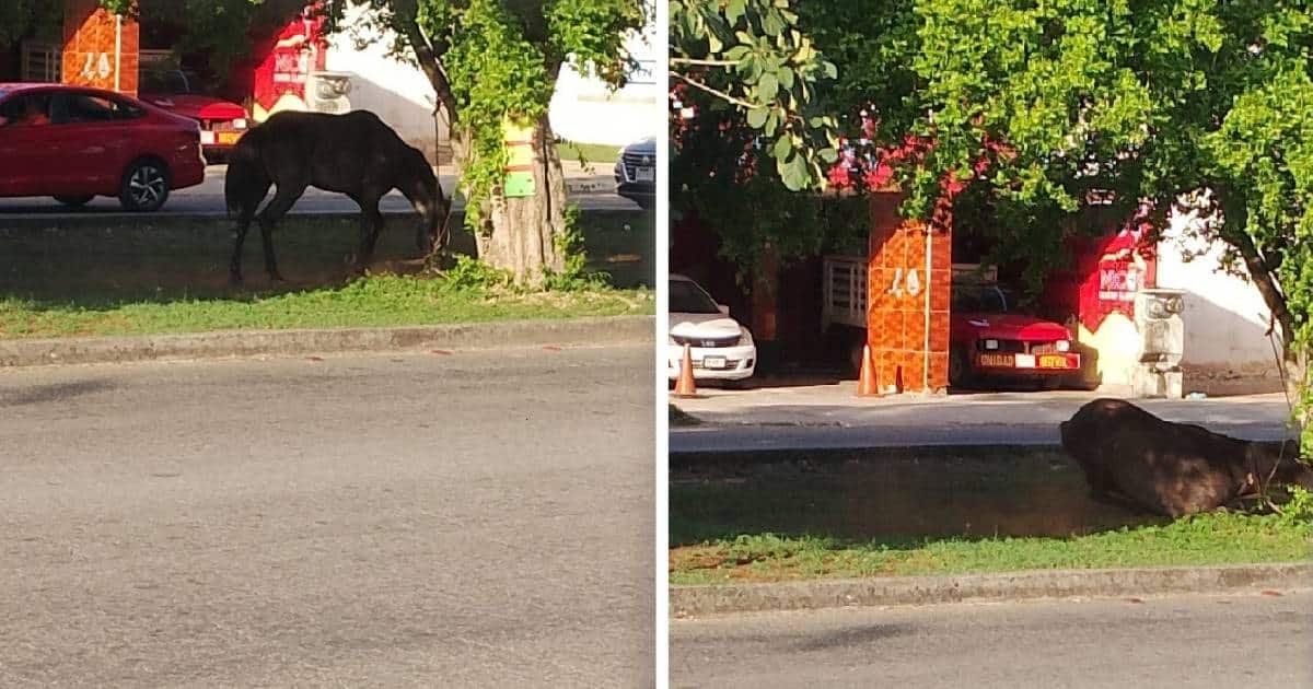 Vecinos de Caucel encuentran a caballo amarrado en un camellón