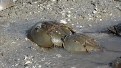 Hallan más de 100 ‘cacerolitas de mar’ muertas en Ría Lagartos, Yucatán