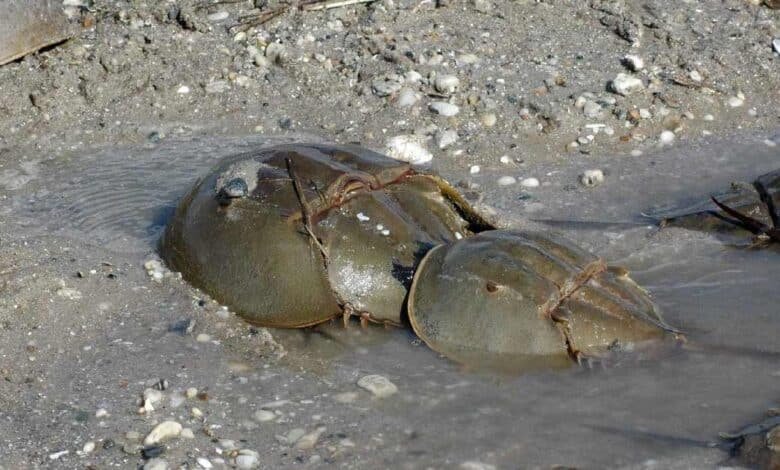 Hallan más de 100 ‘cacerolitas de mar’ muertas en Ría Lagartos, Yucatán