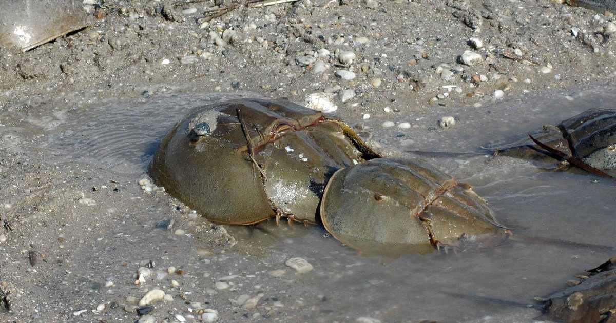 Hallan más de 100 ‘cacerolitas de mar’ muertas en Ría Lagartos, Yucatán