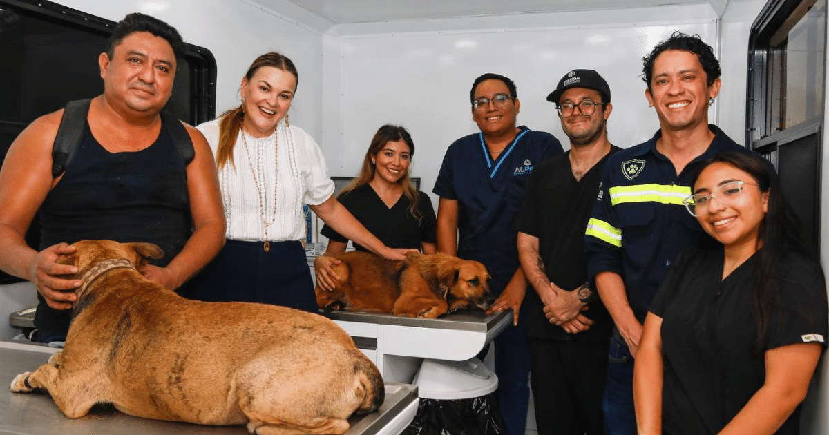 cecilia patrón impulsa el bienestar animal con mega jornada de esterilización gratuita en mérida
