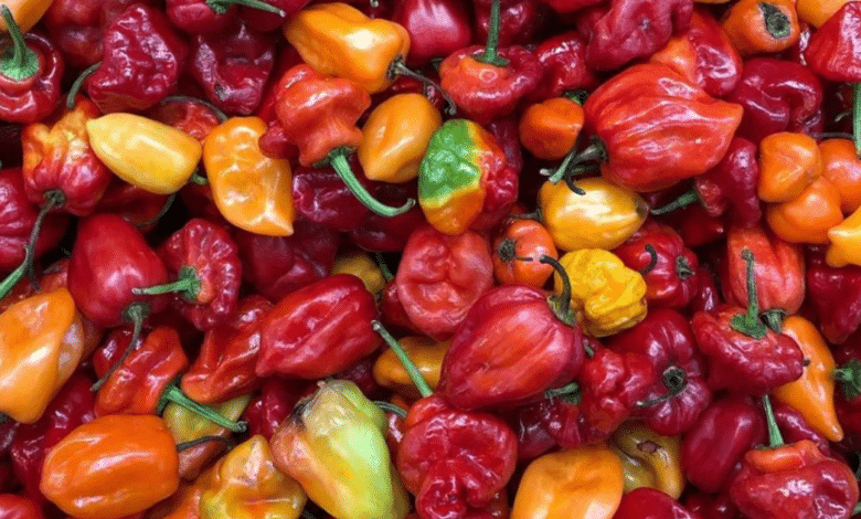 cicy desarrolla 4 nuevas especies de chile habanero para cultivo en yucatán