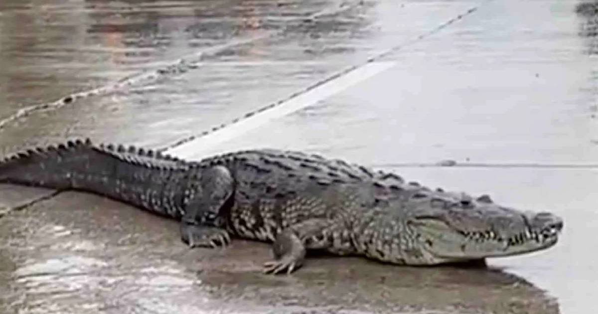 Inundaciones causan un éxodo de hasta 99 cocodrilos en cuatro estados (Foto de internet)