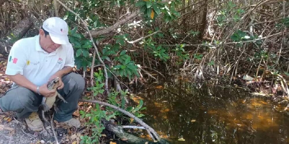 Liberan en Río Lagartos a ‘Latozo’, un cocodrilo moreleti rescatado