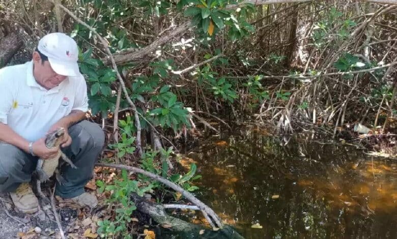Liberan en Río Lagartos a ‘Latozo’, un cocodrilo moreleti rescatado