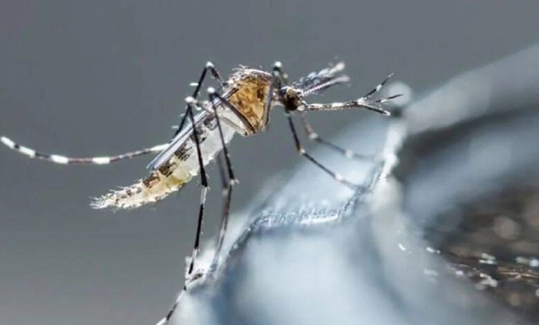 Yucatán suma segunda muerte por dengue en 2025
