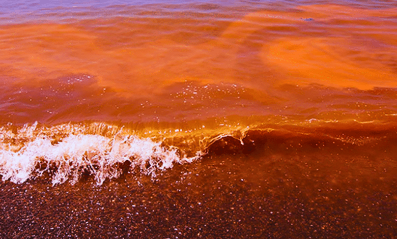 descartan presencia de marea roja en costas de yucatán