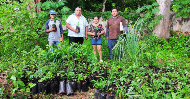 entregan más de 16 mil árboles en el sur de yucatán como parte del renacimiento verde