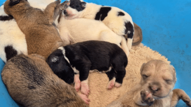 erik rihani impulsa adopción responsable de cachorros en progreso