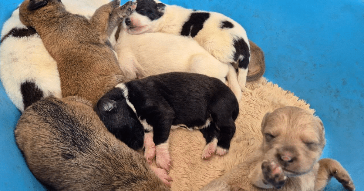 erik rihani impulsa adopción responsable de cachorros en progreso