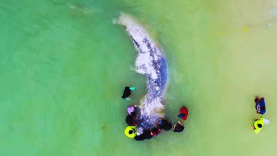 fauna marina en riesgo van siete varamientos en playas de yucatán en 2025