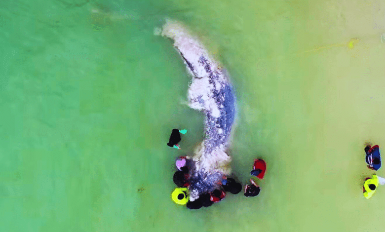 fauna marina en riesgo van siete varamientos en playas de yucatán en 2025