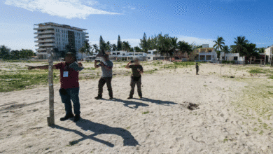 fgr y profepa detectan nuevo desmonte ilegal en sisal; van 37 mil metros cuadrados devastados
