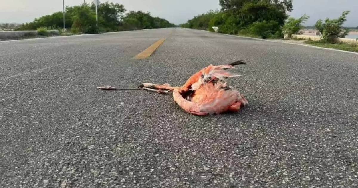 Reportan flamenco atropellado en carretera costera de Yucatán