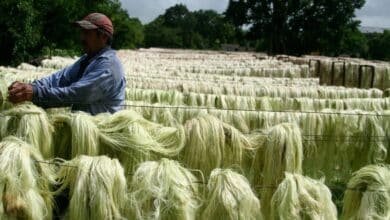 Henequén, el 'oro verde' que moldeó la historia de Yucatán