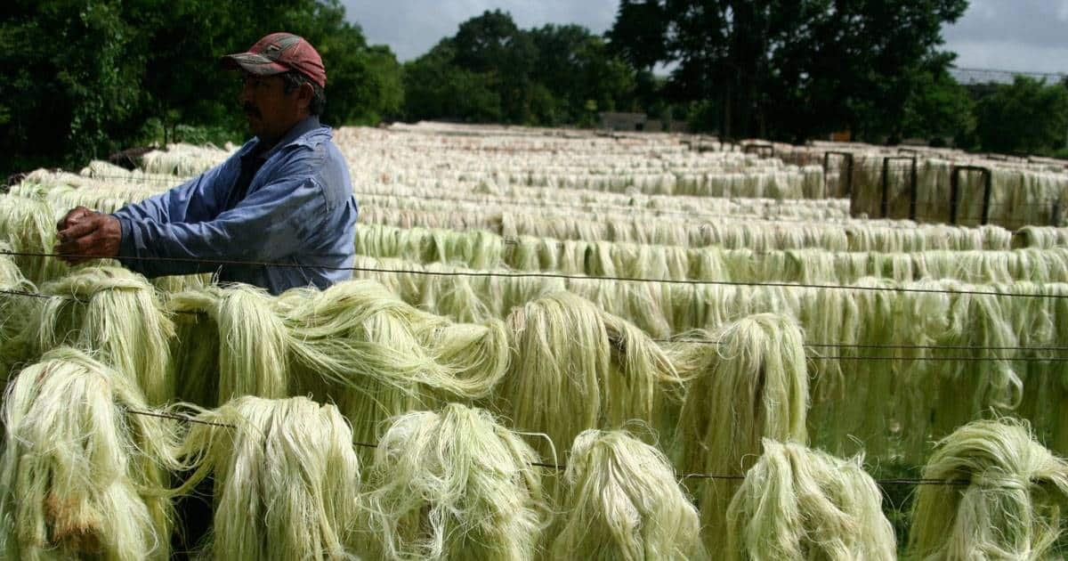 Henequén, el 'oro verde' que moldeó la historia de Yucatán