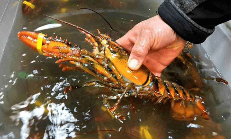 langosta en yucatán costos y baja captura en temporada