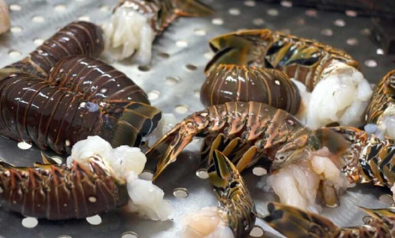 Conoce los desafíos de una de las principales fuentes de ingresos para los pescadores