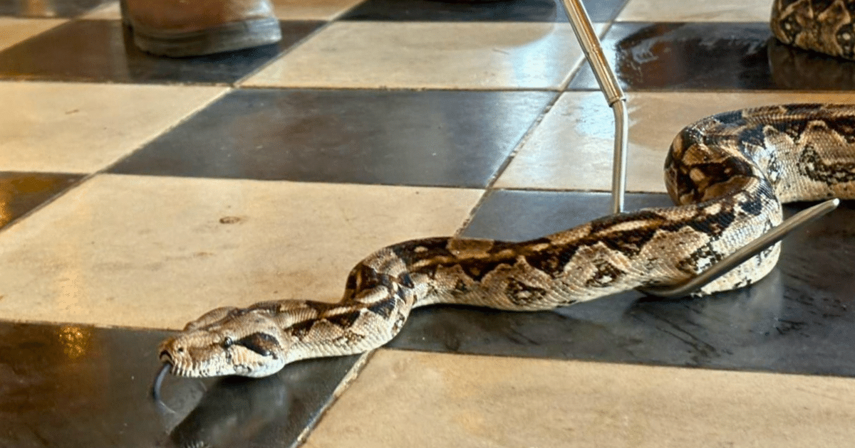 llega festival méxico de las serpientes en mérida